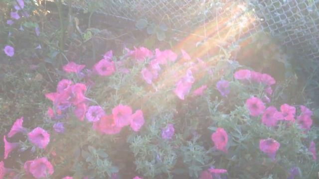 Петунии на моей даче.Конец октября смотреть онлайн