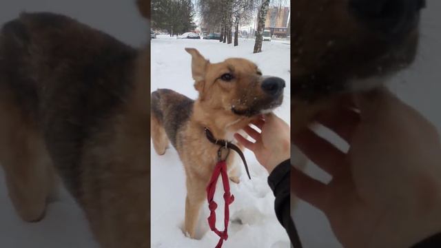 30.01.21 суббота Злата возраст 1 год _стерильная _щенков не будет смотреть онлайн