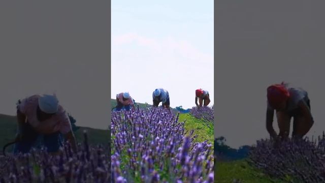 Зріз лаванди з поля розміром 3 гектари. Господарство Порадів, Україна. #harvesting #lavender смотреть онлайн
