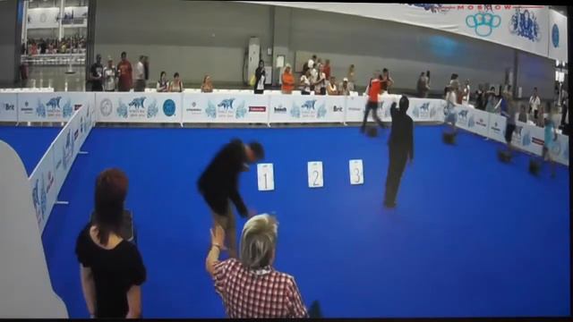 WORLD DOG SHOW 2016, йоркширский терьер смотреть онлайн