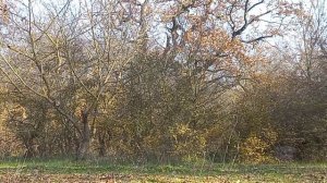 отстрел усиленного хатсан страйкер эйдж. hatsan striker