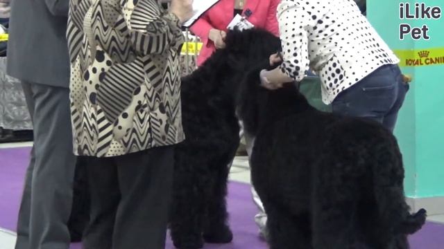 Русский черный терьер. О породе, особенности, уход смотреть онлайн