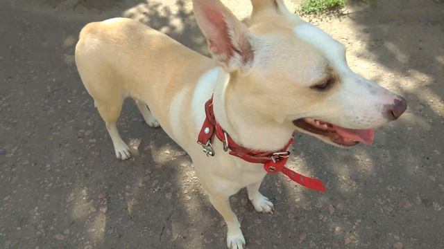 Смешная СОБАКА показывает ЯЗЫК смотреть онлайн