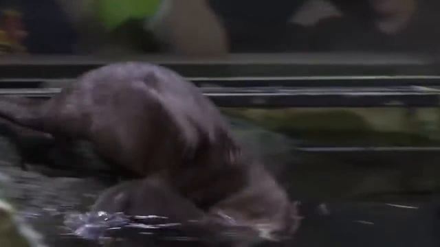 ВЫДРА ИНТЕРЕСНЫЕ ФАКТЫ смотреть онлайн