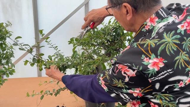 Pyracantha or Firethorn as Bonsai смотреть онлайн