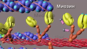 Мышечное сокращение