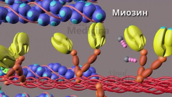 Мышечное сокращение