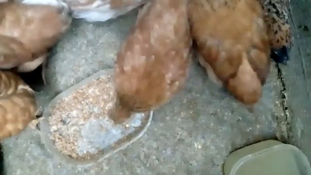 2 месяца цыплята что делать? смотреть онлайн
