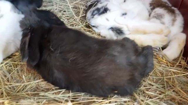 Жили да были...кролики. Им сегодня 20 дней . смотреть онлайн