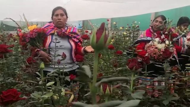 GRUPO DE EMPRENDEDORES RURALES ASTROMELIAS DE ANTISUYO, QUIQUIJANA, HAKU WIÑAY - UT CUSCO смотреть онлайн