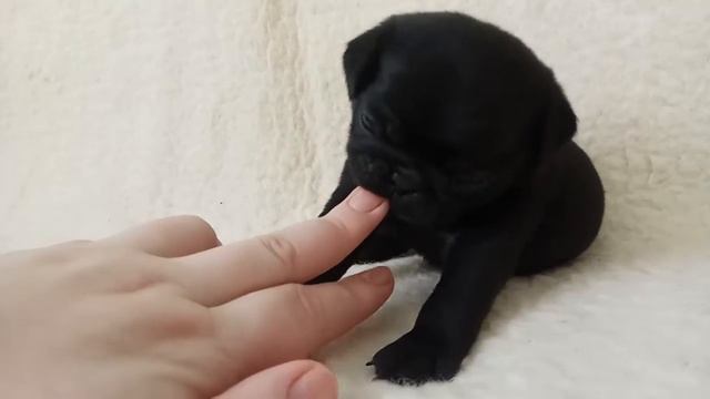 Клубные чёрные мопсы шоу класса. Элита. Питомник BEST FRIEND. смотреть онлайн
