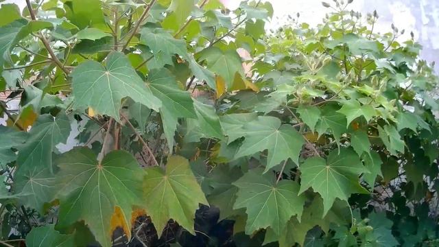 Hibiscus Mutabilis in Torre Chianca смотреть онлайн