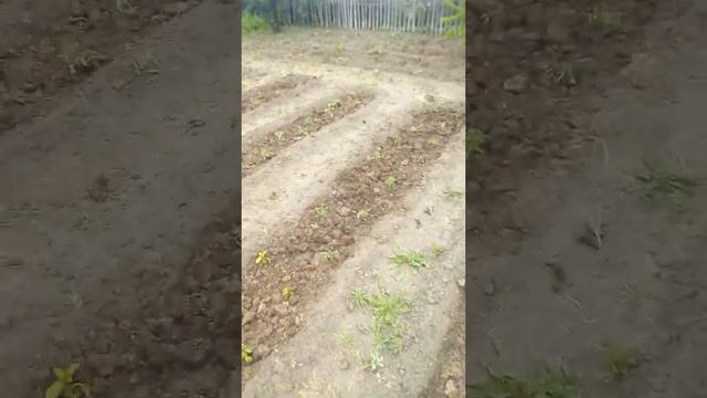 Волшебная дача. Часть 11.лайфхак как надо полоть и окучивать картошку силой мысли. смотреть онлайн