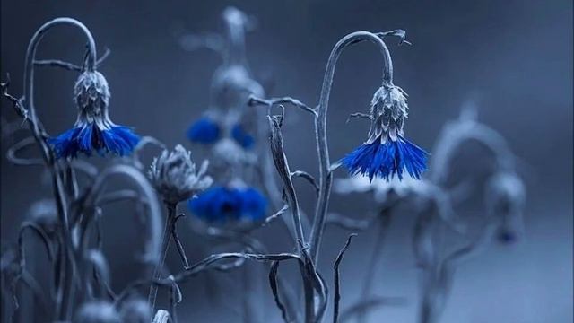 Mozart - Concerto For Violin And Orchestra № 7 G Dur KV271а, Kolb