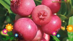 Голубика высокорослая Пинк лимонад. Краткий обзор, описание характеристик vaccinium Pink Lemonade