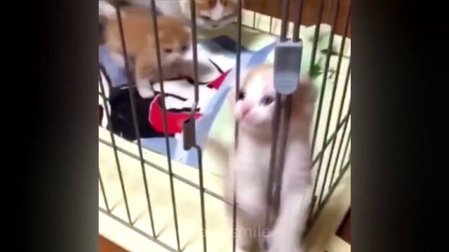 Приколами про котів 2016 смотреть онлайн