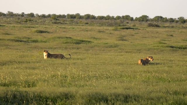 Etosha National Park, Namibia [Amazing Places 4K] смотреть онлайн