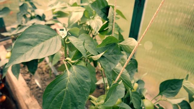 Сладкий перец смотреть онлайн