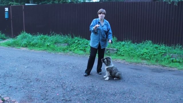 Дрессировка кавказской овчарки - команда Лежать