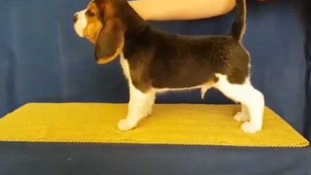 Как сделать презентацию собаки смотреть онлайн