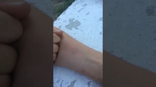 Зоологические Подсказки