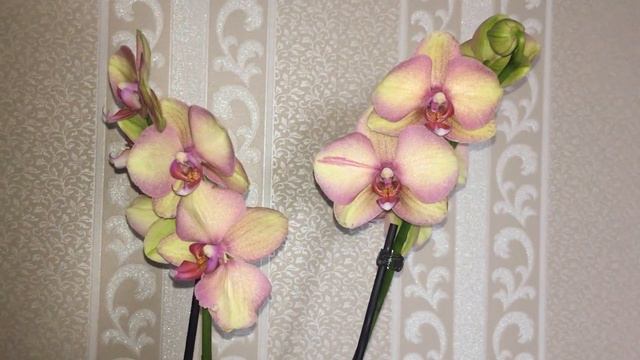 Пополнение моей коллекции смотреть онлайн