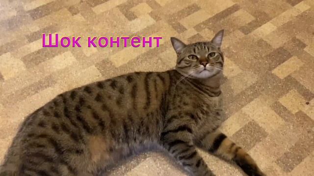 VLOG: Болталка на кухне / Скрипыши / Поход в поликлинику смотреть онлайн