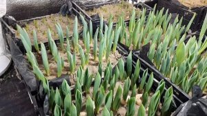 Выгонка тюльпанов к 8марта. Поднимаем температуру до оптимальной, освещение, влажность,проветривани