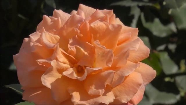 Ян Райбург Дарите женщинам цветы смотреть онлайн