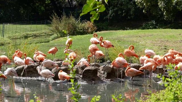 Фламинго в Tierpark 9 сентября 2022 смотреть онлайн