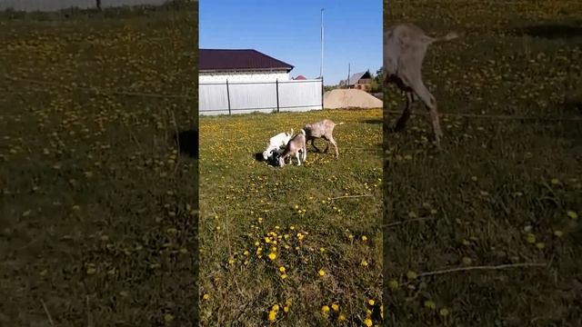 мои красивые козы смотреть онлайн