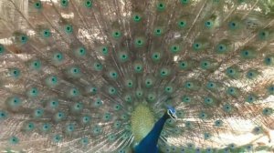 Павлины! Самые красивые птицы!