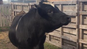 Злой и агрессивный бык