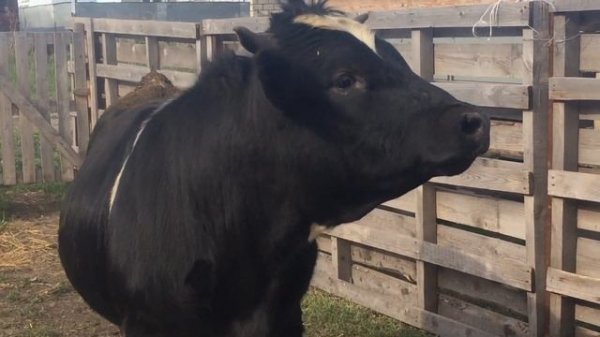 Злой и агрессивный бык