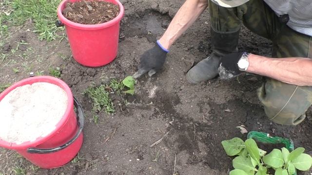 Схема посадки рассады Курительного Табака в открытый грунт. смотреть онлайн