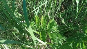 Репяшок. Колодиевы напитки.