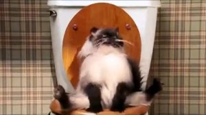 Кот срёт и пердит на унитазе !   Большая РЖАКА