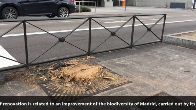 The Regeneration of the Grove in Paseo de la Castellana смотреть онлайн