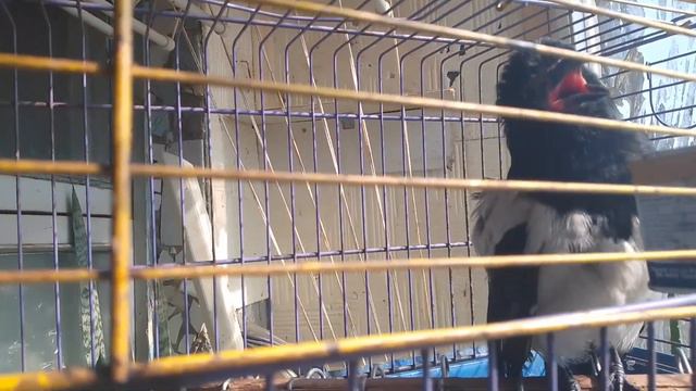 СОРОКА ДИКАЯ ДУСИЧЬКА загорает принимает солнечные ванны жизнь удалась витамины Д. как немецкий орё смотреть онлайн