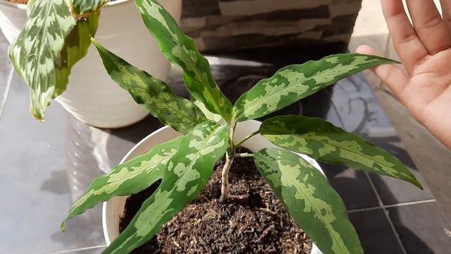 Aglaonema Pictum Bicolor