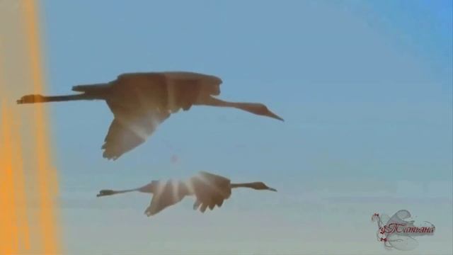 Журавли Далеко журавли улетели Христианские песни смотреть онлайн