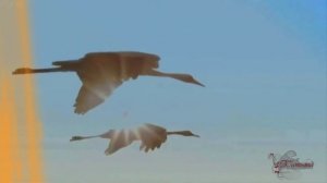 Журавли Далеко журавли улетели Христианские песни