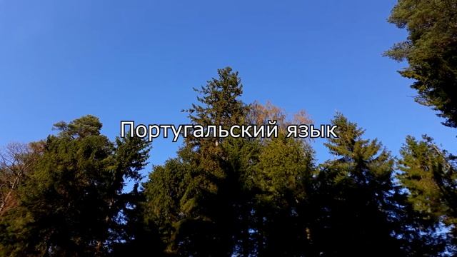 Говорю слов «ЛЕС» на 45 ЯЗЫКАХ