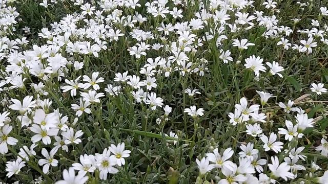 Ясколка.  Цветочная поляна