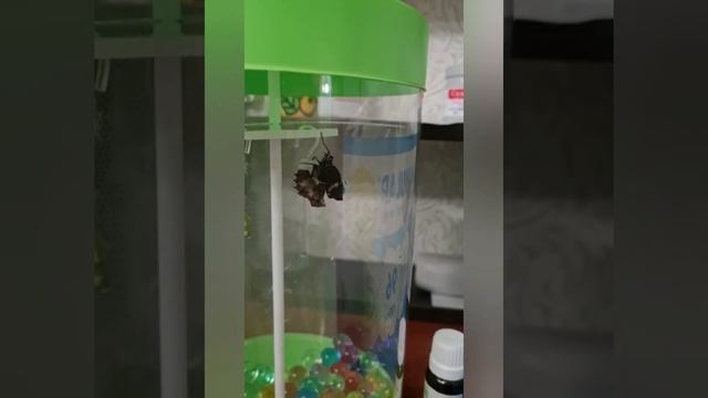 Рождение бабочек Агамемнон и Данаида смотреть онлайн