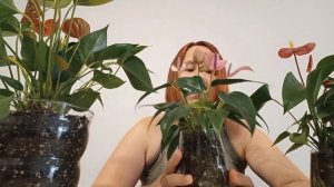 Антуриум НЕ РАЗМНОЖАЕТСЯ Причины.