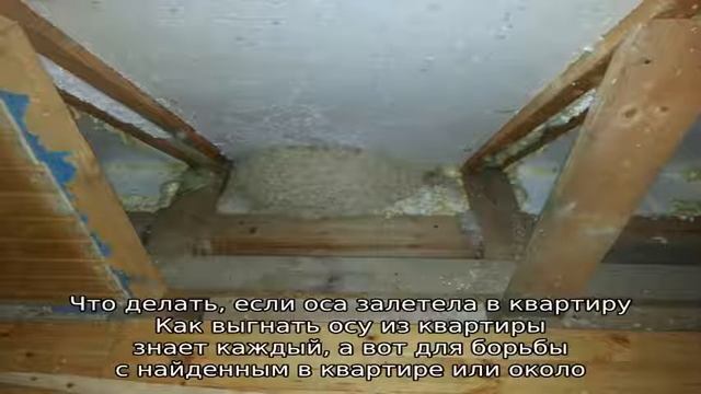 Как избавиться от ос в квартире смотреть онлайн