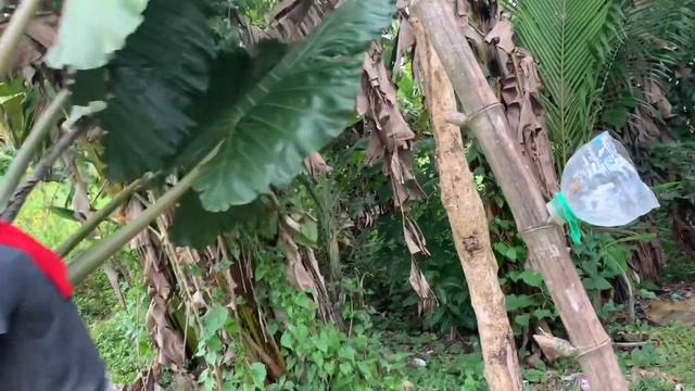 Super Giant Alocasia Negra смотреть онлайн