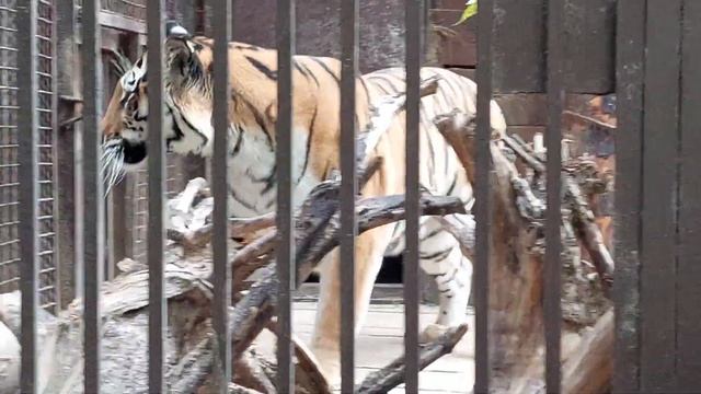 Играющий тигр и белые медведи #зоопарк#екатеринбург смотреть онлайн