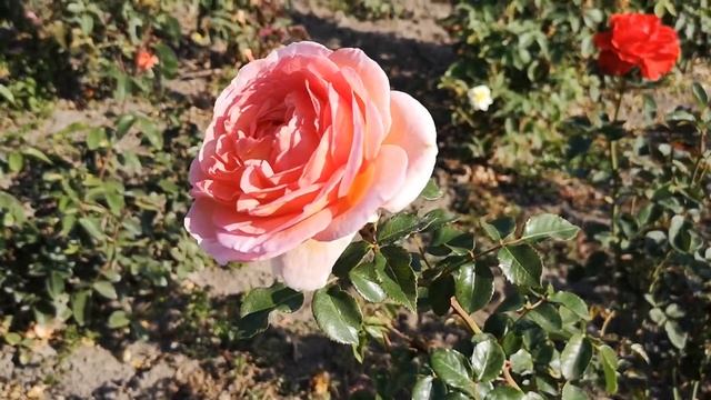 Троянда Абрахам Дербі смотреть онлайн